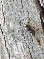 Camponotus chalceus