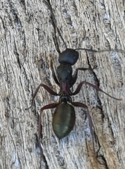 Camponotus chalceus