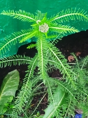 Achillea millefolium