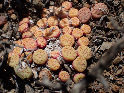 Buttons (Genus Conophytum) · iNaturalist