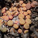 Conophytum minimum - Photo (c) David Hoare, some rights reserved (CC BY-NC), uploaded by David Hoare
