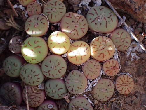 Mesembryanthemum glebula Schwantes