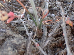 Albuca tenuifolia