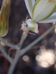 Albuca tenuifolia