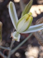 Albuca tenuifolia