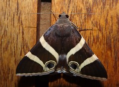 Grammodes ocellata