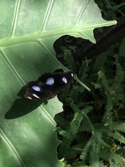 Hypolimnas bolina