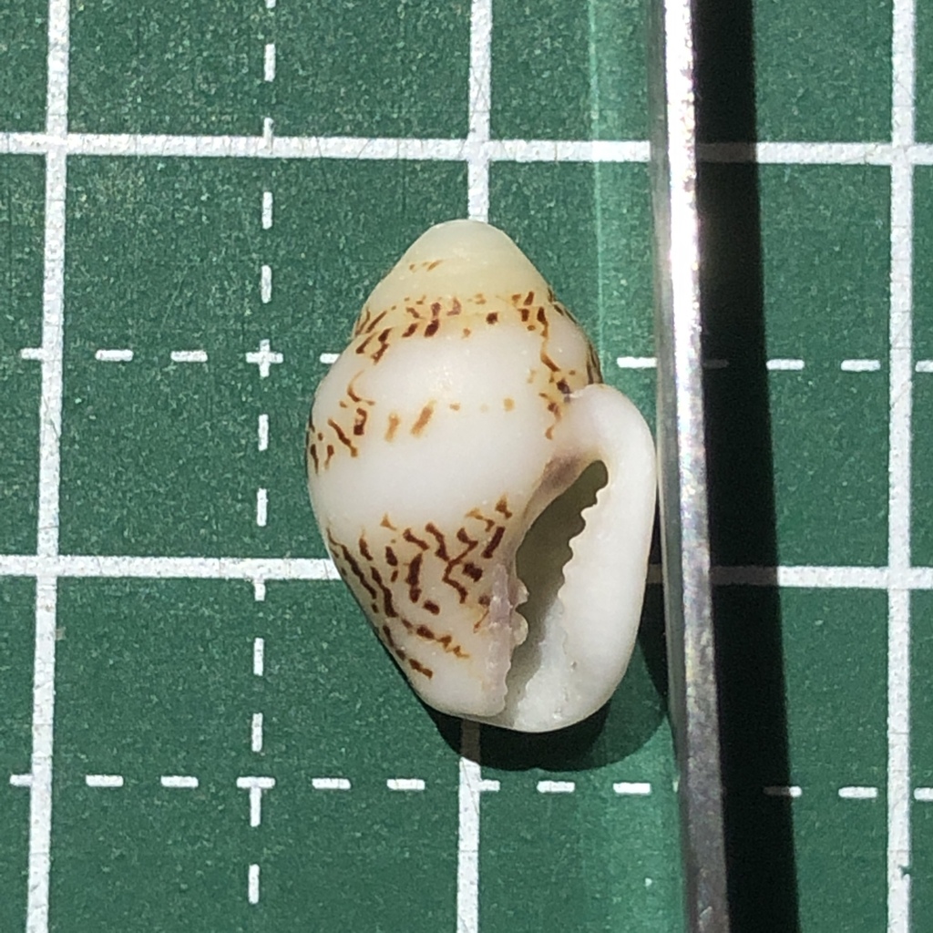 Dotted Dove Shell