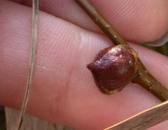 Dasineura serrulatae