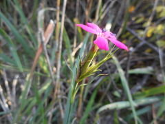 Dianthus balbisii