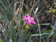 Dianthus balbisii