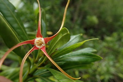 Strophanthus speciosus