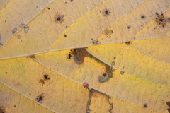 Ectoedemia quadrinotata