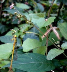 Ceriagrion coromandelianum