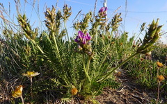 Oxytropis borealis