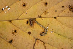 Ectoedemia quadrinotata