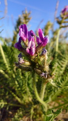 Oxytropis borealis