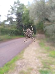 Araneus diadematus
