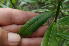 Strophanthus speciosus