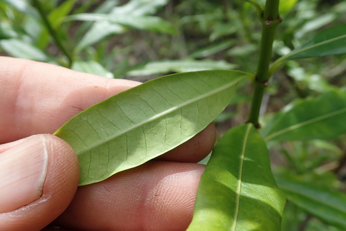 Strophanthus speciosus, photograph 4