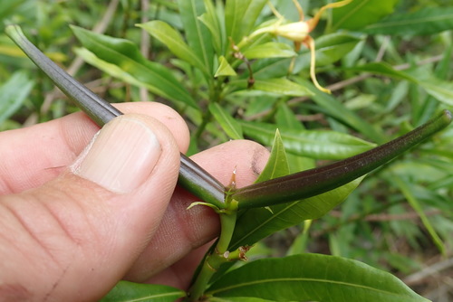 Strophanthus speciosus, photograph 5