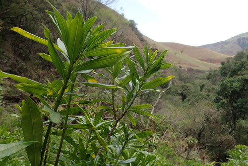 Strophanthus speciosus, photograph 6