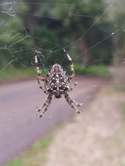 Araneus diadematus