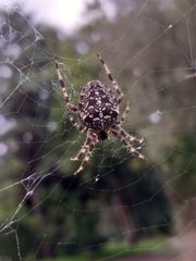 Araneus diadematus