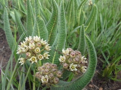 Xysmalobium acerateoides