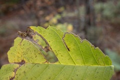 Stigmella apicialbella
