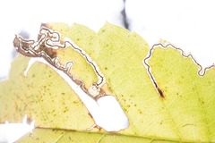 Stigmella apicialbella