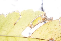 Stigmella apicialbella