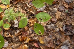 Parallelomma vittatum