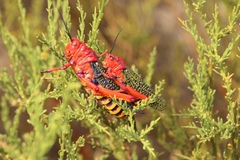 Phymateus morbillosus morbillosus