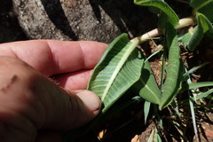 Xysmalobium acerateoides