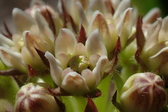 Xysmalobium acerateoides