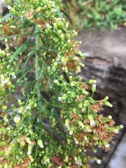 Erigeron canadensis