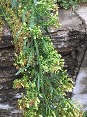 Erigeron canadensis