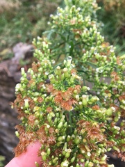 Erigeron canadensis