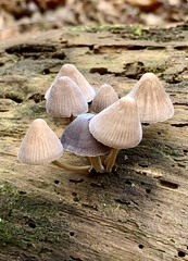 Mycena alcalina