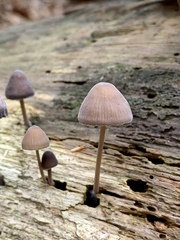 Mycena alcalina