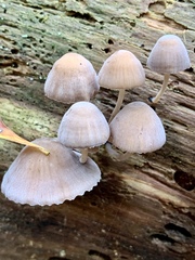 Mycena alcalina