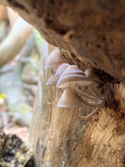 Mycena alcalina