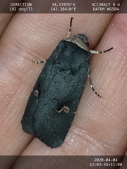 Proteuxoa cinereicollis