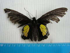 Troides haliphron