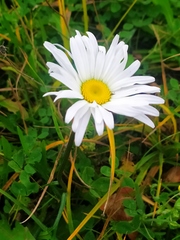 Leucanthemum vulgare