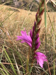 Watsonia lepida