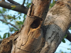 Melanerpes rubricapillus