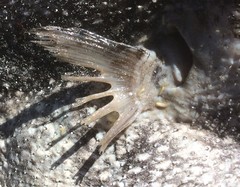 Arothron firmamentum