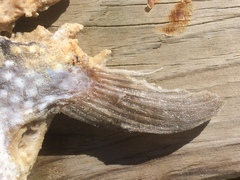 Arothron firmamentum